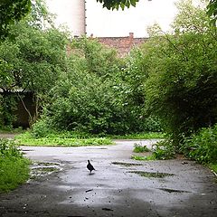 photo "Pride and lonely"