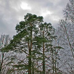 photo "Pine-trees"