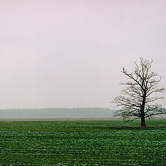 photo "about winter and loneliness"