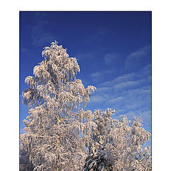 photo "The Frost and Sun..."