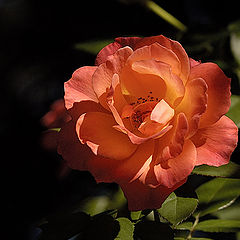 photo "a rose"