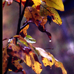 photo "And the Autumn in a dress red, with magnificent fr"