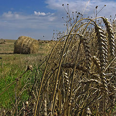 photo "Autumn landscape with a field"