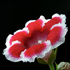 photo "Gloxinia in RED"