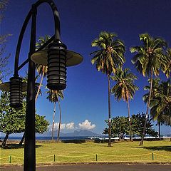 photo "palm trees"