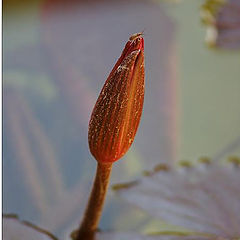 photo "Bud of a lily"