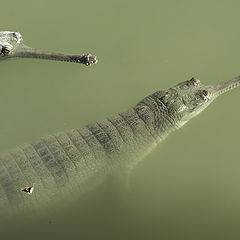 фото "Crocodiles"