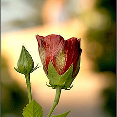 photo "Bud."