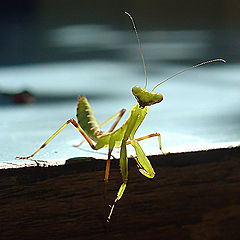 photo "Godprayer"