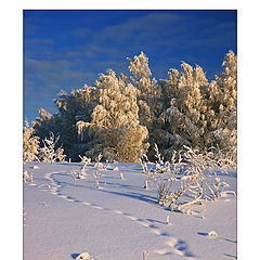 photo "Traces on Snow"