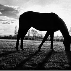 photo "lonely horse with sunset"