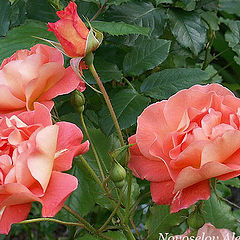 photo "Rose"