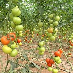 photo "More tomatoes"