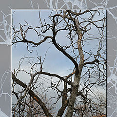 фото "Branches"