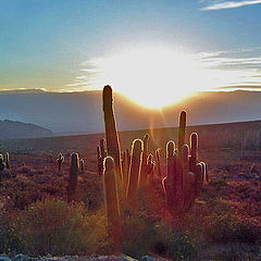 фото "sunset at "Los Cardones""