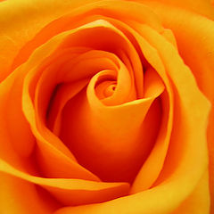 photo "rose#5"