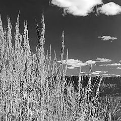 photo "Landscape with a grass and a cloud"