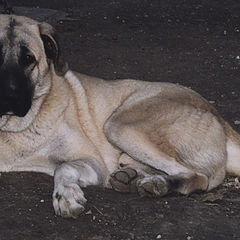 photo "Melencholy dog"