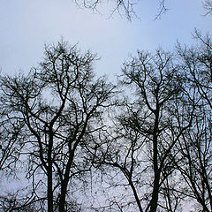 photo "Branches"