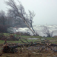 photo "January storm"