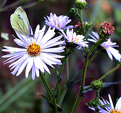 photo "Tell fortunes to me on a camomile :-)"