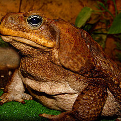 photo "And to have a meal have brought?... (the Toad Aha)"