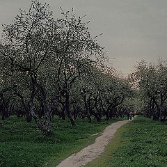 фото "не названное"