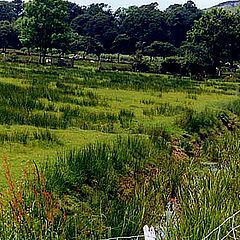 photo "Pastures Green"