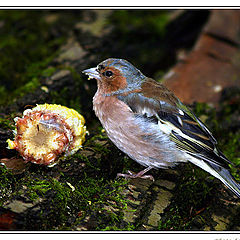 photo "Chaffinch"