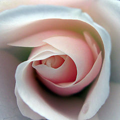 photo "Rose"