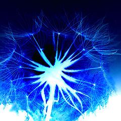 фото "Backlit In Blue"