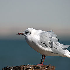 фото "Gull 1"