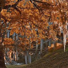 фото "great oaks grow from little acorns"