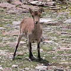 photo "Wild Goat"