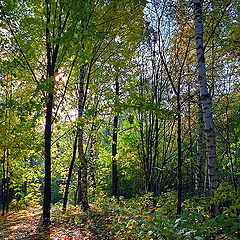 фото "Осенний сон"