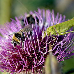photo "Agiotage behind pollen"