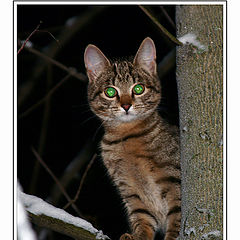 photo "Two green eyes in night"