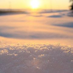 photo "Vanilla snow"