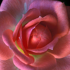 photo "Mini-Rose Close"