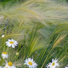 photo "Feather grass in camomiles"