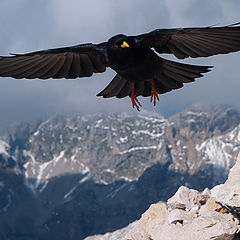 photo "Mountain bird"
