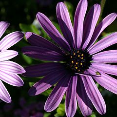 photo "Shadows and Light with a little friend !"