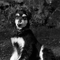 photo "Afghan puppy"