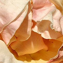 photo "The Rose"