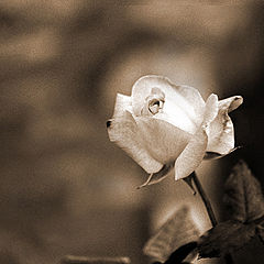 photo "Rose"