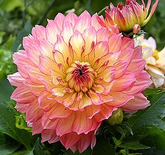 photo "Dahlia"