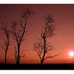 photo "silhouettes #2: the symphony in red"