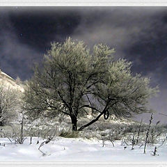 photo "Winter Tree under the night sky"