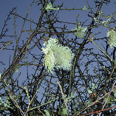 фото "lichen, Dartmoor, Devon"