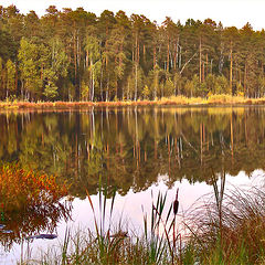 photo "Mirror of a wood"